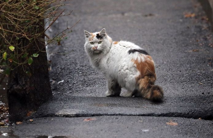 Un Chat Met Le Feu A Une Centrale Electrique En Iran Monde 7sur7 Be