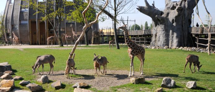 De dierentuin is een ‘all time favorite’ op elke leeftijd, maar waarom je beperken tot de Zoo van Antwerpen, Planckendael en Pairi Daiza?