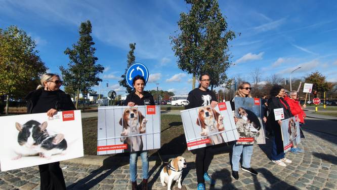 Animal Rights protesteert aan poorten Janssen Pharmaceutica: “Stop met dierenproeven en zeker die op honden”