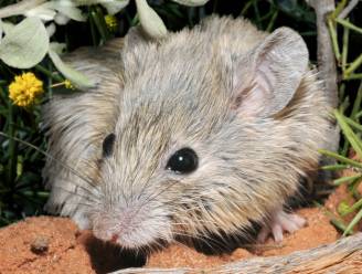 Hoe een uitgestorven gewaand muisje zich decennialang verborgen wist te houden door van identiteit te wisselen