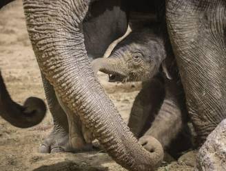 VIDEO: Wat een schattige beelden. Opnieuw olifantje geboren in Pairi Daiza