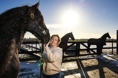 Alsof een Belg de Elfstedentocht wint: Brabantse is beste fokker van Friese paarden