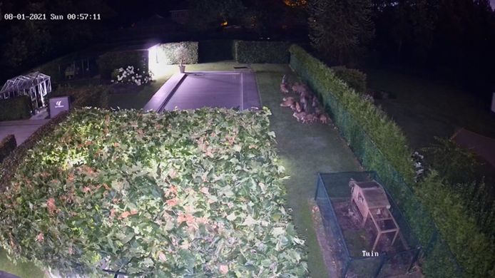 Une caméra de sécurité a filmé la venue d’un groupe de sangliers dans un jardin