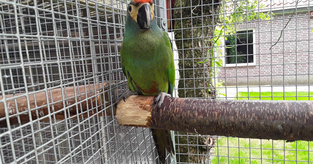 De naamloze ara van Jan uit Luyksgestel is nog steeds gevlogen