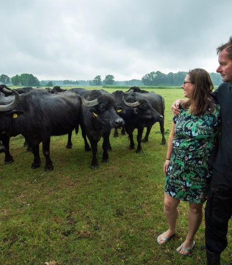 Buffalo Farm Twente in Denekamp: een warboel aan regels achter een idylle