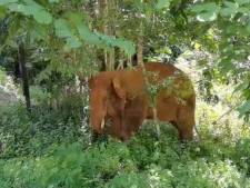 Losgeslagen kudde olifanten China: eenzame stier gevangen en teruggebracht naar reservaat 