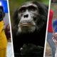 Michelle Obama, chimpansees en Power Rangers: dit mag u deze week niet missen op streamingdiensten