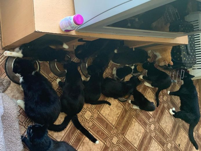Er liepen 27 hongerige poezen en kittens door de kamer.