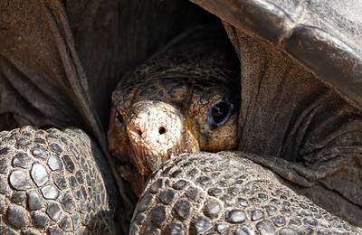 ‘Uitgestorven’ schildpaddensoort weer gespot op Galapagoseilanden