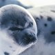 Gevlekte zeehond in Japan groeit uit tot ster