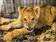 Leeuwenwelp aangetroffen in appartement in Parijse banlieue