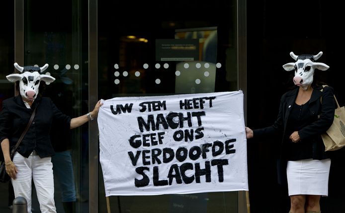 Twee als koe verklede dames betoogden in juni 2011 al voor de Tweede Kamer in Den Haag voor het voorstel van de Partij voor de Dieren (PvdD) om een einde te maken aan het onverdoofd ritueel slachten.