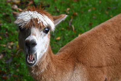 Alpacafarm in Oeffelt biedt tochten met alpaca aan: wandelen met een lief dier dat álles opmerkt