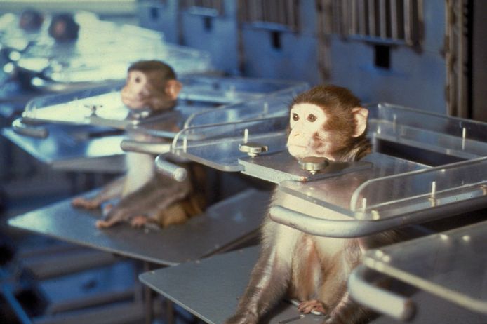 Archiefbeeld van apenproeven voor het uitvoeren van een satellietvlucht