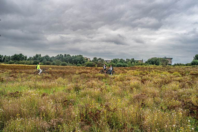 Het Diemerpark. Beeld Joris van Gennip