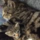 Moederpoes dringt dierenkliniek binnen om bij haar kittens te zijn