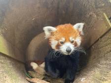 Schattig! Rode panda's geboren in DierenPark Amersfoort