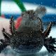 De axolotl is een eeuwig puberende salamander die de mens nog veel kan leren