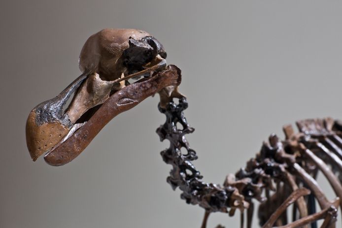 Skelet van de uitgestorven dodo.