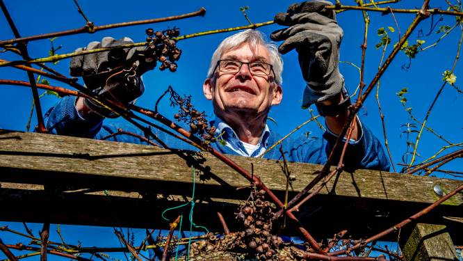 Bert had dankzij corona eindelijk tijd voor zijn tuin: ‘Videovergaderingen bleken zo slecht niet’