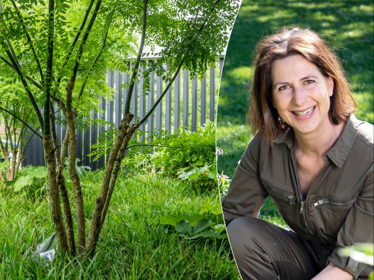 “Een boom in je tuin is een goede bescherming tegen de komende zomerhitte”: onze tuinexperte toont je de mooiste bomen op ieders maat
