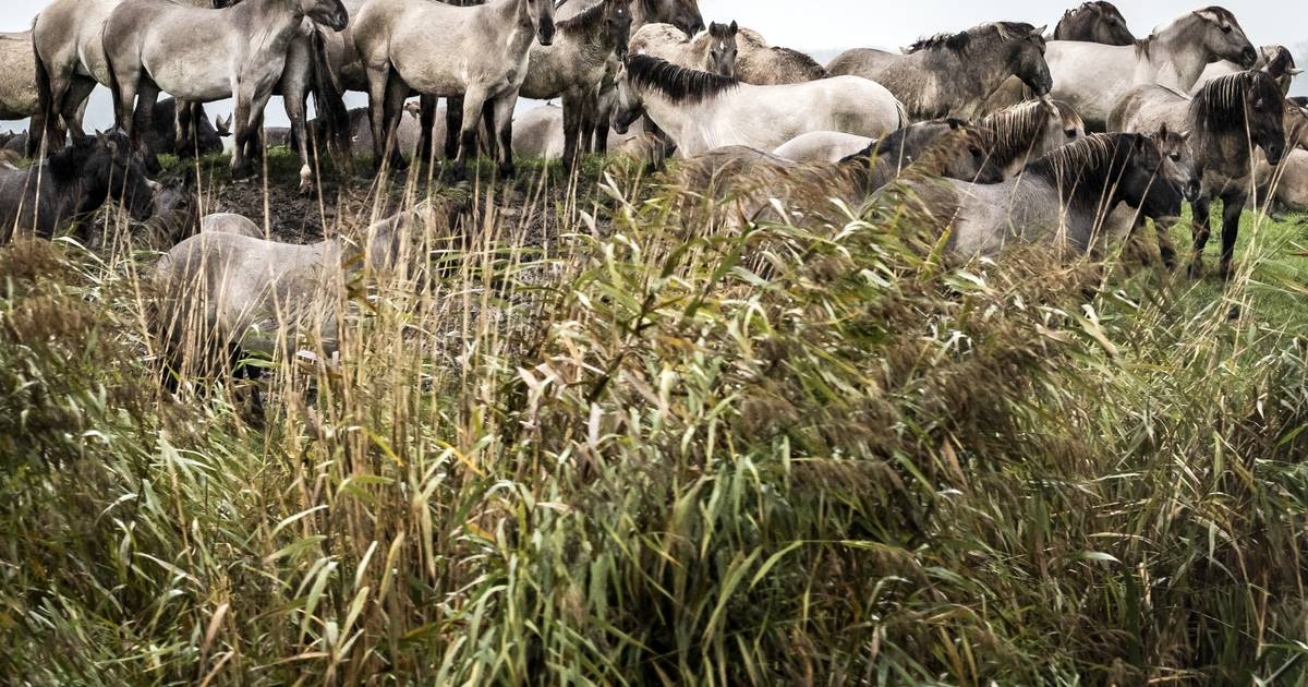 Staatsbosbeheer verhuist Konikpaarden uit Oostvaardersveld, vijftien dieren naar de slacht