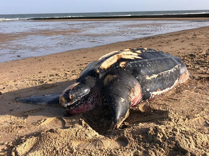 Lederschildpad aangespoeld op strand van Knokke