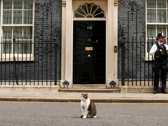 Van het asiel naar Downing Street: Larry de kat steelt al 11 jaar de show