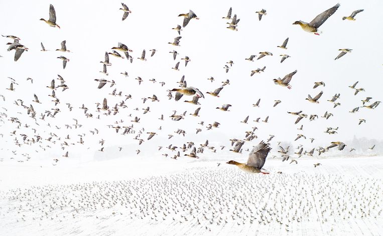 Met 'Winter Migration' won Terje Kolaas de titel Natuurfotograaf van 2021. Beeld  Terje Kolaas