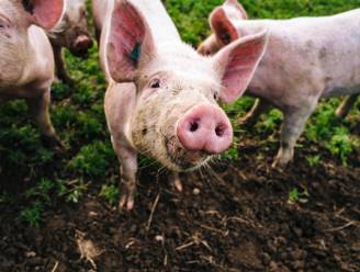 Waalse landbouwers vrezen het ergste nadat varkenspest is vastgesteld bij everzwijnen