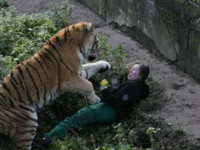 Siberische tijger valt verzorgster aan
