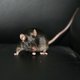 Anti-verouderingskuur geeft muis 'eeuwige jeugd'