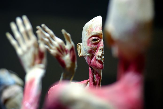 Expo real human bodies in stoelemat