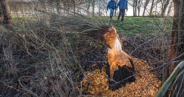 Bewijs geleverd, de bevers zijn terug