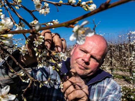 Nachtvorst op komst: fruitkweker kijkt liever niet naar buienradar en aspergeteler hoopt op paasoogst