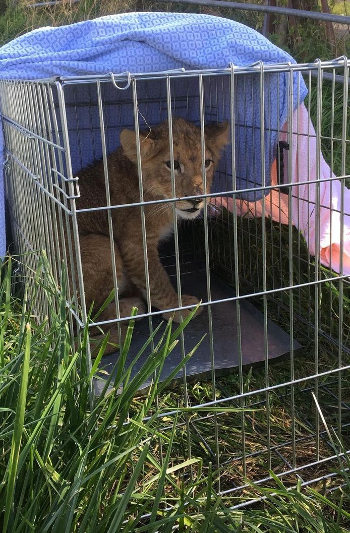 Een voorbijganger heeft in de Utrechtse plaats Tienhoven een leeuwenwelpje gevonden. Het dier zat in een hondenbench in een weiland.