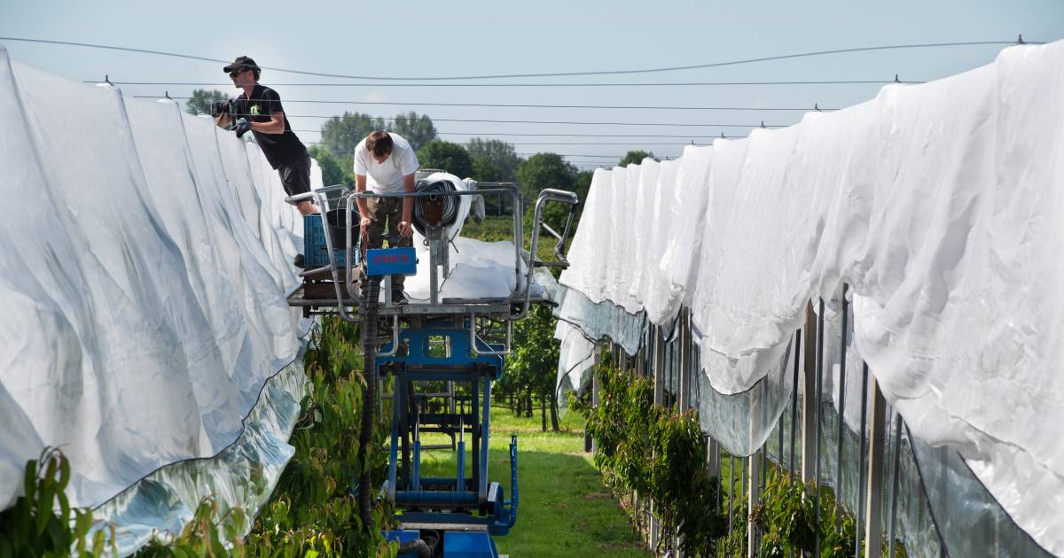 Nieuwe aquadoek beschermt kersen tegen alle onheil
