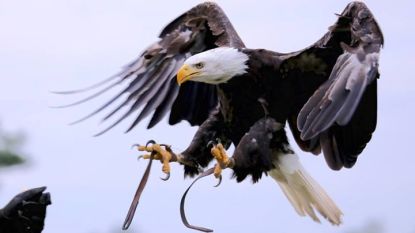 Beekse Bergen zoekt zeearend die wegvloog na roofvogelshow