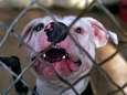 OM: Criminele organisatie achter hondengevechten in Amersfoort