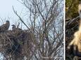 Links: Betty en Paul op het nest (c) Ronny De Malsche - rechts: kuiken Europese zeearend ter illustratie (c) Shutterstock