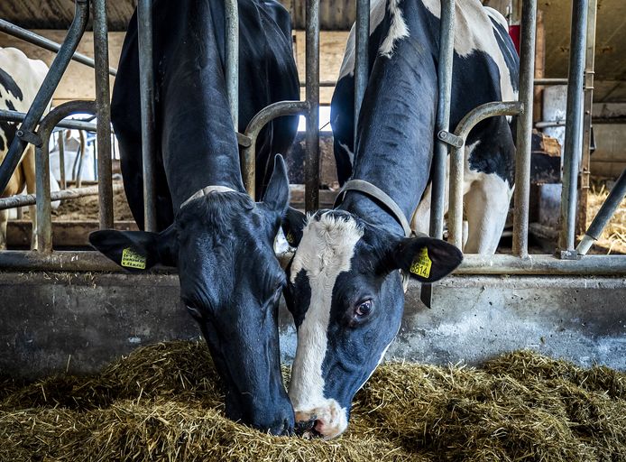 De veestapel in Nederland is verantwoordelijk voor een groot deel van de stikstofuitstoot.