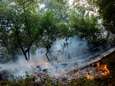 Ruim 175.000 hectare bos in brand in Argentinië