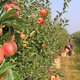 Mededingingsautoriteit onderzoekt prijsafspraken in fruitsector