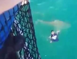 VIDEO. Matroos ontsnapt op nippertje aan haai