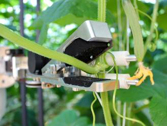 VDL stapt in kunstmatige intelligentie: samenwerking met Eindhovens bedrijf voor robot die blad komkommerplant knipt