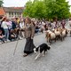 Delphine Lecompte: ‘De dierenfoltering waarvan ik ooggetuige was, heeft mij voorgoed genezen van de Bloedprocessie’