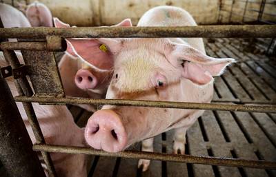 Des scientifiques chinois cultivent des “reins humains” dans des porcs