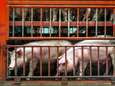 NVWA laat export zieke varkens naar België en Duitsland toe
