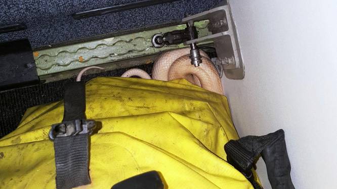 Man ontdekt na landing dat zijn slang ontsnapt is op vliegtuig. Maar dat is intussen weer vertrokken