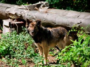 Pourquoi les chiens de Tchernobyl intéressent les scientifiques: “Ils sont génétiquement distincts”